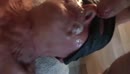 diepe ruige gagging, film 00:00:00, 4 reacties, 25 stemmen
