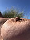 geile dikke tepel, foto 1536x2048, 3 reacties, 56 stemmen