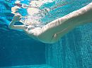 privé zwembad curaçao, foto 3390x2542, 1 reacties, 20 stemmen