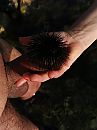 sea urchin, foto 2736x3648, 1 reacties, 10 stemmen