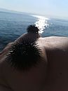 sea urchin, foto 2736x3648, 3 reacties, 15 stemmen
