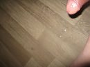 zaad, foto 3264x2448, 1 reacties, 4 stemmen