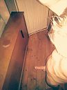 zin in, foto 306x408, 1 reacties, 6 stemmen