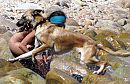 2015 - Doggie..., foto 2332x1517, 1 reacties, 7 stemmen