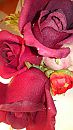 Bosje rozen, foto 2160x3840, 0 reacties, 4 stemmen