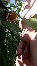De zonnebloem, foto 2250x4000, 2 reacties, 9 stemmen
