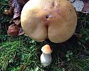 Die geile natuur toch, foto 900x720, 6 reacties, 28 stemmen