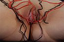 Dropveters, foto 510x340, 8 reacties, 26 stemmen