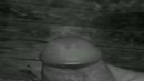 Duiven roepen..., film 00:00:00, 2 reacties, 2 stemmen