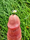 Een bloemetje voor jou., foto 2419x3227, 1 reacties, 8 stemmen