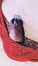 Erectie in string, foto 1367x2362, 2 reacties, 5 stemmen