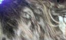 Eurovisie songfestival....., film 00:00:00, 25 reacties, 223 stemmen