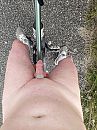 Fietsen bij Terneuzen, foto 540x720, 2 reacties, 25 stemmen