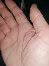 Grote spank hand, foto 3000x4000, 5 reacties, 9 stemmen