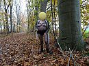 Herfstwandeling 2, foto 4000x3000, 12 reacties, 56 stemmen