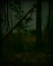 Het bos in., film 00:00:00, 3 reacties, 15 stemmen