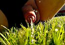 Kletterend in het gras, foto 1556x1080, 1 reacties, 6 stemmen