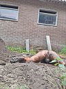 Lekker in de modder, foto 2736x3648, 9 reacties, 25 stemmen
