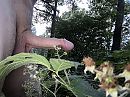 Lekkere bramen, foto 4000x3000, 0 reacties, 8 stemmen