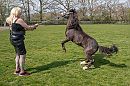 Marina challenged by her Pony, foto 1280x853, 7 reacties, 8 stemmen