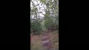 Naakt in het bos op een, film 00:00:11, 4 reacties, 15 stemmen