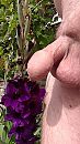 Paars, foto 2250x4000, 1 reacties, 8 stemmen