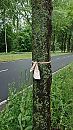 Pantykousje, foto 2250x4000, 5 reacties, 16 stemmen