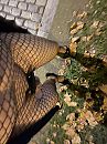 Sissy exposed, foto 3000x4000, 0 reacties, 6 stemmen