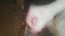 Spermaaaaaa, film 00:00:11, 3 reacties, 7 stemmen