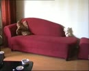 Strak wit rokje, film 00:00:00, 10 reacties, 31 stemmen