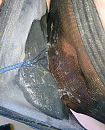 Volgespoten spermastring, foto 3245x4000, 3 reacties, 13 stemmen