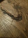 Wie glijd er over het hout?, foto 3000x4000, 2 reacties, 3 stemmen