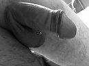 ....., foto 4000x3000, 0 reacties, 7 stemmen
