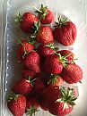 aardbeien, foto 2448x3264, 5 reacties, 10 stemmen