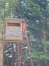 boswandeling, foto 768x1024, 2 reacties, 9 stemmen