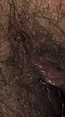 close-up ...., foto 180x320, 22 reacties, 61 stemmen