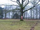 grote boom, foto 1000x750, 1 reacties, 8 stemmen