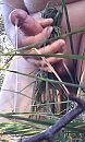 lekkere trek, foto 378x623, 4 reacties, 10 stemmen