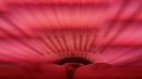 rood, foto 1440x810, 2 reacties, 6 stemmen