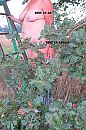 struikgewas vol met??, foto 2664x4000, 12 reacties, 58 stemmen