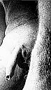 tekening pik, foto 563x1000, 0 reacties, 3 stemmen