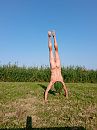 upside down, foto 3000x4000, 2 reacties, 12 stemmen