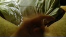 zaad te geef, film 00:00:00, 3 reacties, 2 stemmen