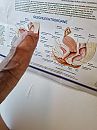 Anatomie, foto 3000x4000, 4 reacties, 18 stemmen