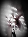 B&W, zonnestalen door, foto 1932x2576, 2 reacties, 5 stemmen