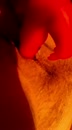 Behaard kut spelen, film 00:00:00, 1 reacties, 13 stemmen