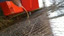 Buiten pissen, film 00:00:17, 15 reacties, 38 stemmen