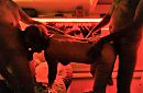 Chienne spitroast, foto 4000x2629, 4 reacties, 88 stemmen