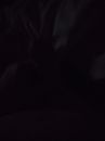 Dark as wife is on side, foto 3000x4000, 0 reacties, 1 stemmen