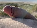 Druppel geil aan me pik., foto 3109x2333, 1 reacties, 6 stemmen